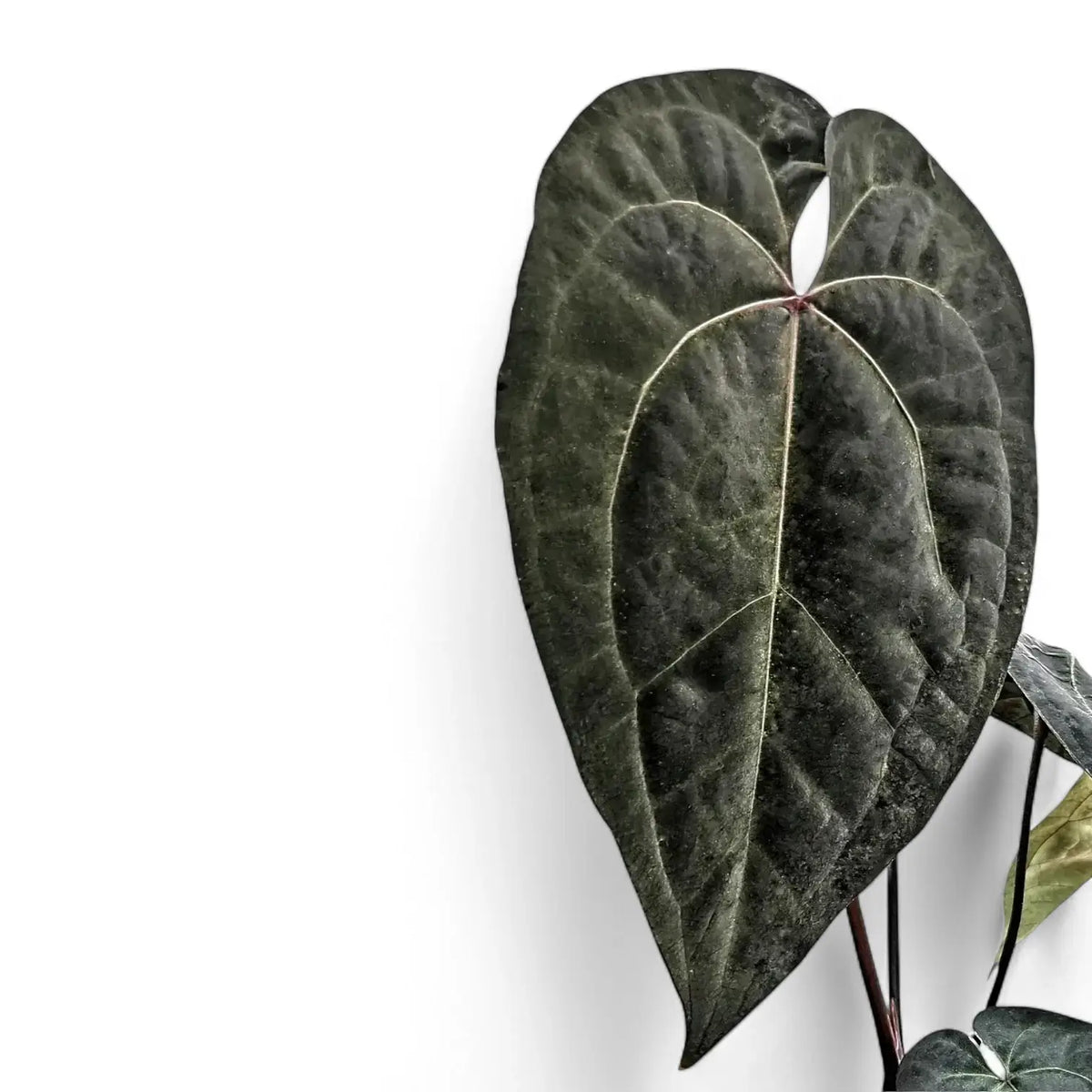 Anthurium 'Ace of Spades' potted plant in nursery pot on white background.