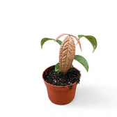 Anthurium arisaemoides potted plant in nursery pot on white background.