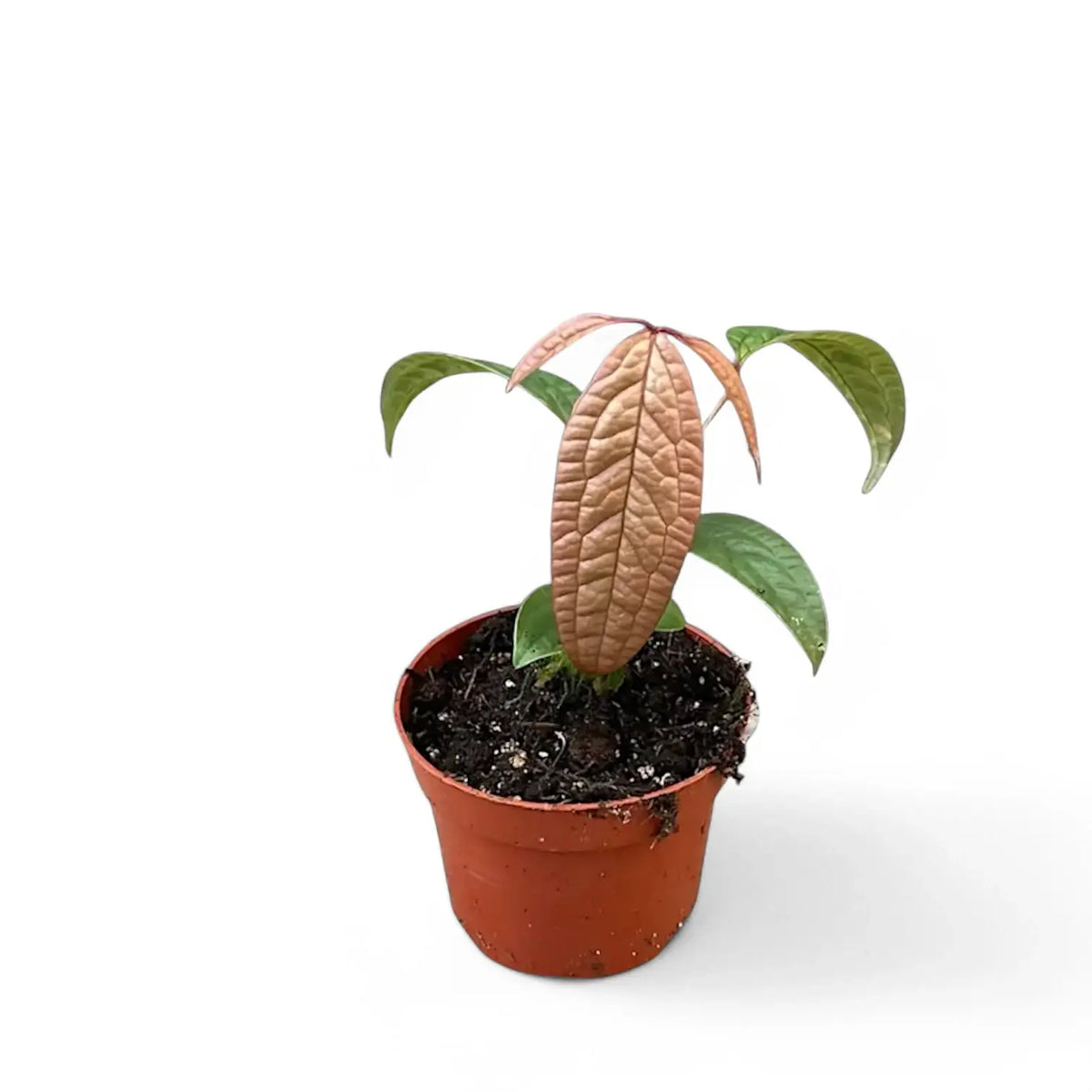 Anthurium arisaemoides potted plant in nursery pot on white background.