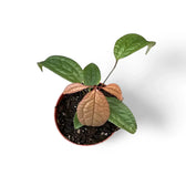 Anthurium arisaemoides potted plant in nursery pot on white background.