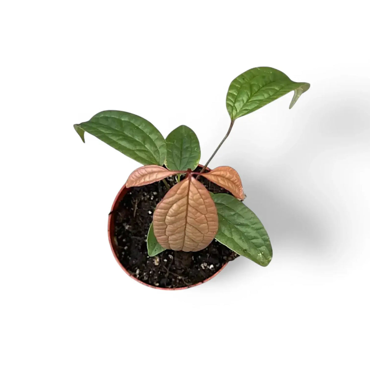 Anthurium arisaemoides potted plant in nursery pot on white background.
