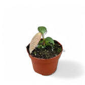 Anthurium arisaemoides potted plant in nursery pot on white background.