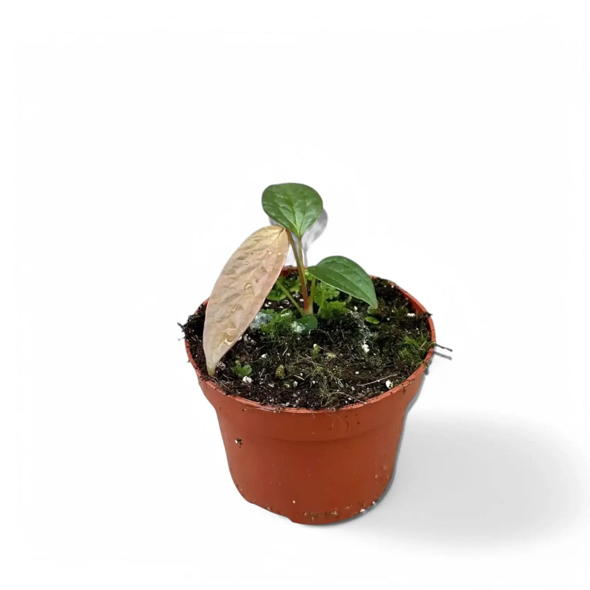 Anthurium arisaemoides potted plant in nursery pot on white background.