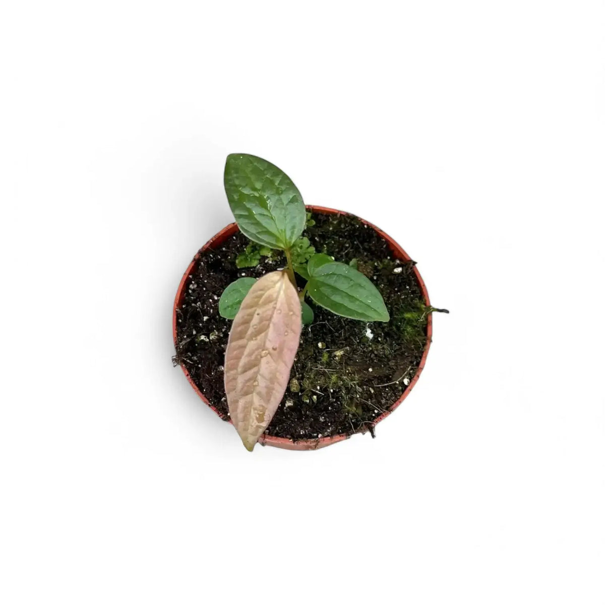 Anthurium arisaemoides potted plant in nursery pot on white background.