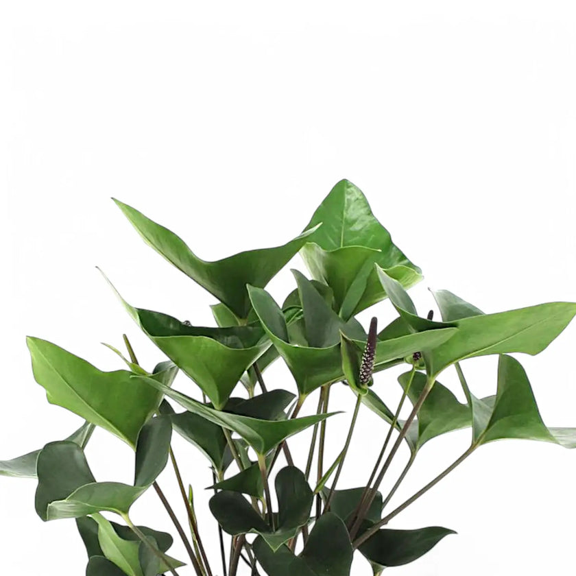 Anthurium 'Arrow' close-up of leaf on white background.