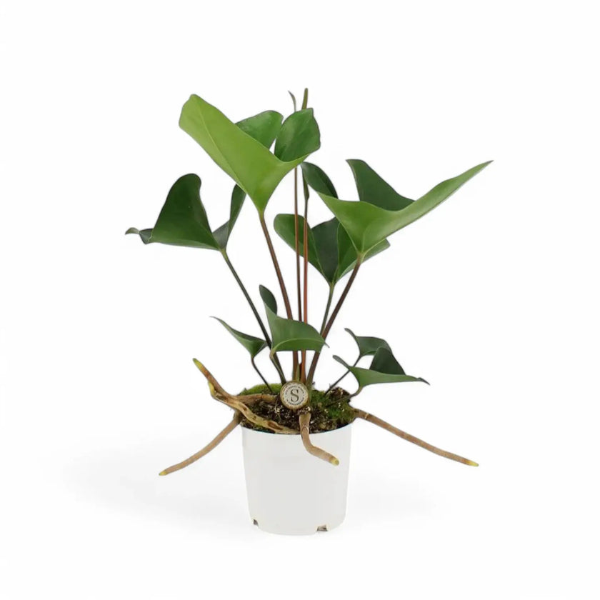 Anthurium 'Arrow' potted plant in nursery pot on white background.