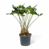 Anthurium 'Arrow' Zimmerpflanze im Anzuchttopf vor weißem Hintergrund, Produktfoto 3.