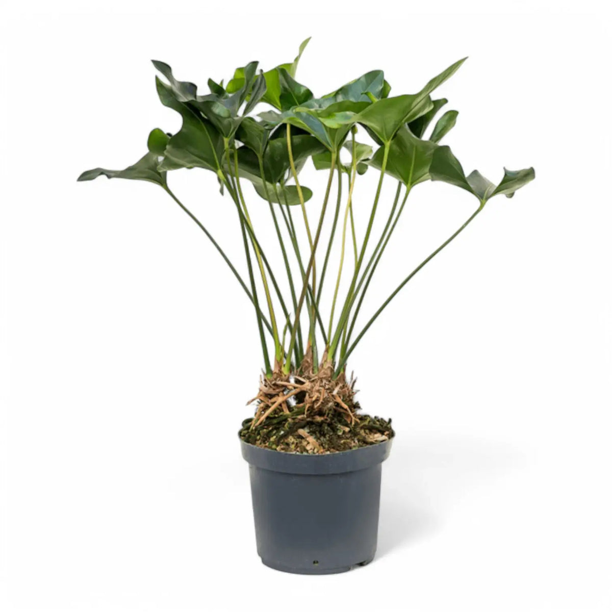 Anthurium 'Arrow' Zimmerpflanze im Anzuchttopf vor weißem Hintergrund, Produktfoto 3.
