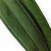 Anthurium bakeri close-up of leaf on white background.