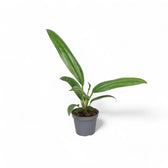 Anthurium bakeri potted plant in nursery pot on white background.