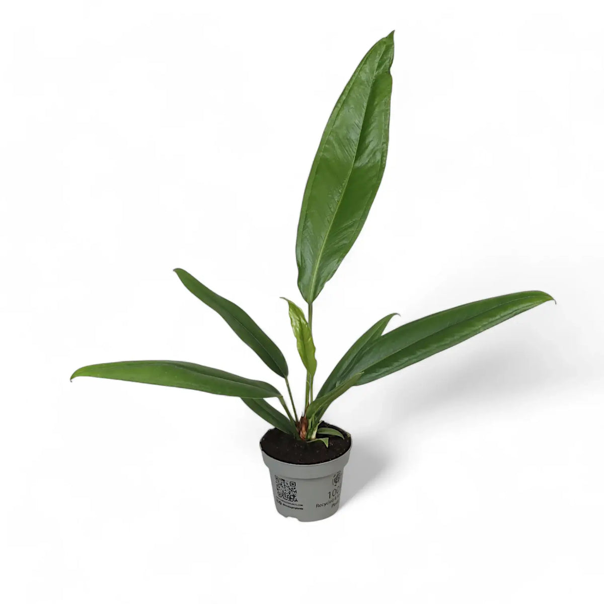 Anthurium bakeri potted plant in nursery pot on white background.