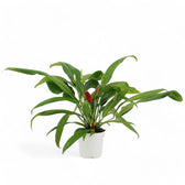 Anthurium bakeri potted plant in nursery pot on white background.