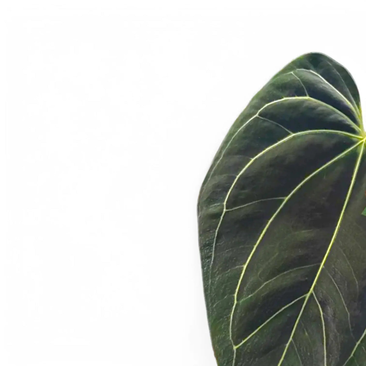 Anthurium besseae aff x forgetii – Blattdetail vor weißem Hintergrund..