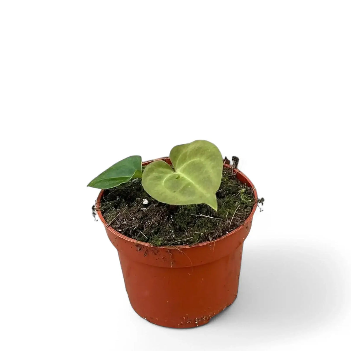 Anthurium besseae aff x forgetii Zimmerpflanze im Anzuchttopf vor weißem Hintergrund, Produktfoto 3.