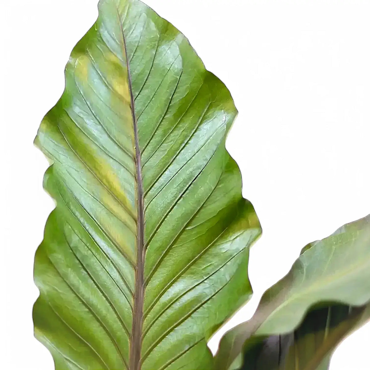 Anthurium 'Big Red Bird' – Blattdetail vor weißem Hintergrund..