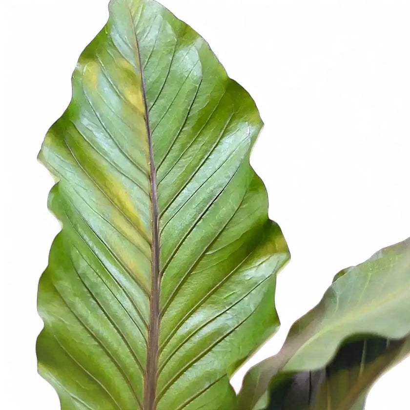 Anthurium 'Big Red Bird' leaf detail on white background.