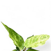 Anthurium bonplandii variegata close-up of leaf on white background.