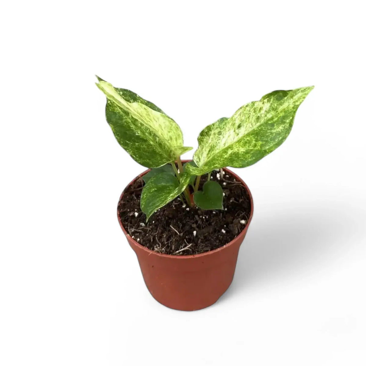 Anthurium bonplandii variegata potted plant in nursery pot on white background.