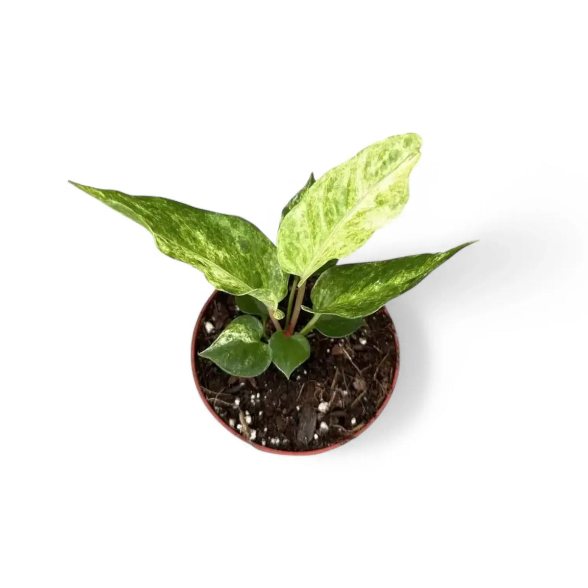 Anthurium bonplandii variegata potted plant in nursery pot on white background.