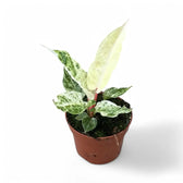 Anthurium bonplandii variegata potted plant in nursery pot on white background.
