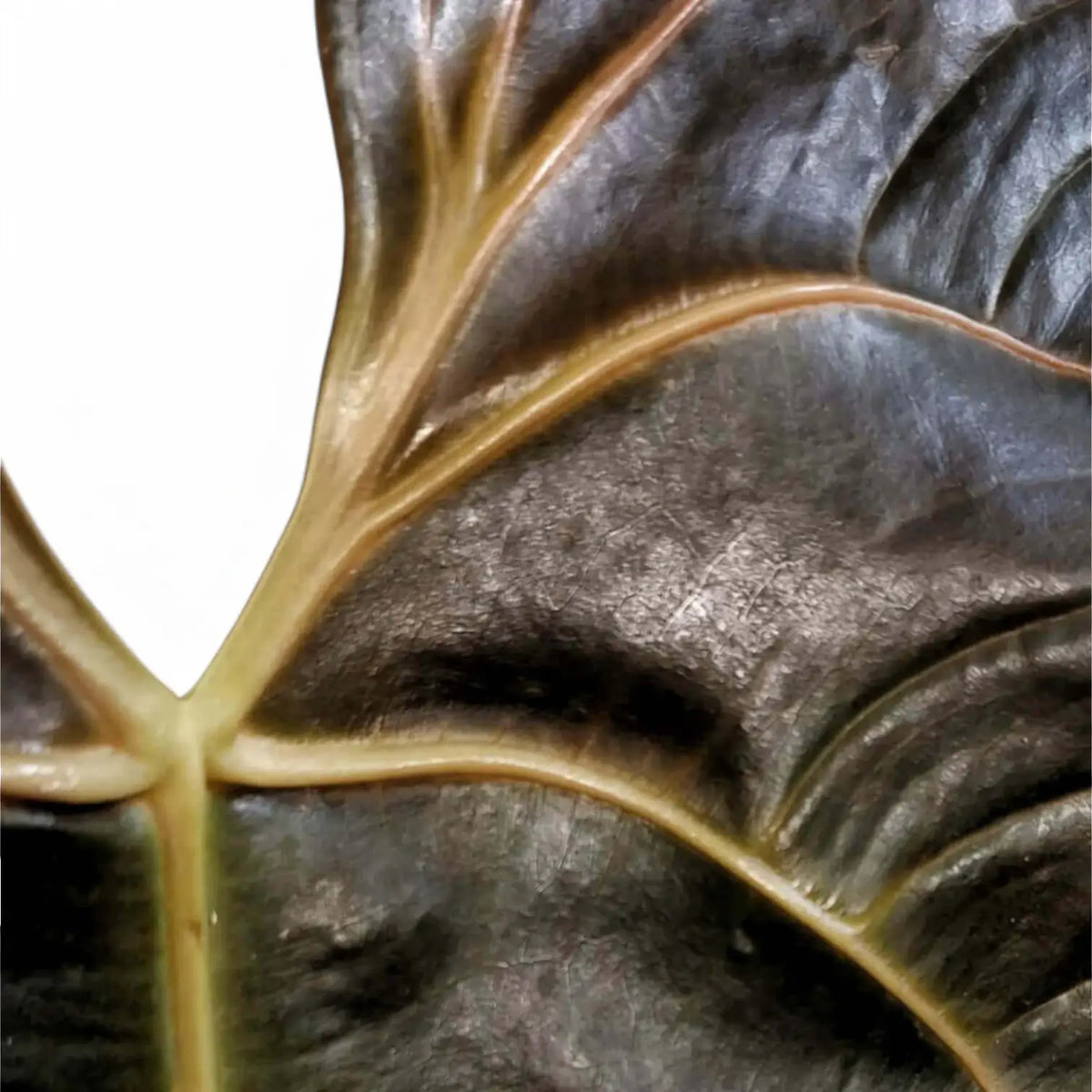Anthurium chamberlainii leaf detail on white background.