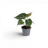 Anthurium clarinervium als Baby-Pflanze im Kulturtopf.