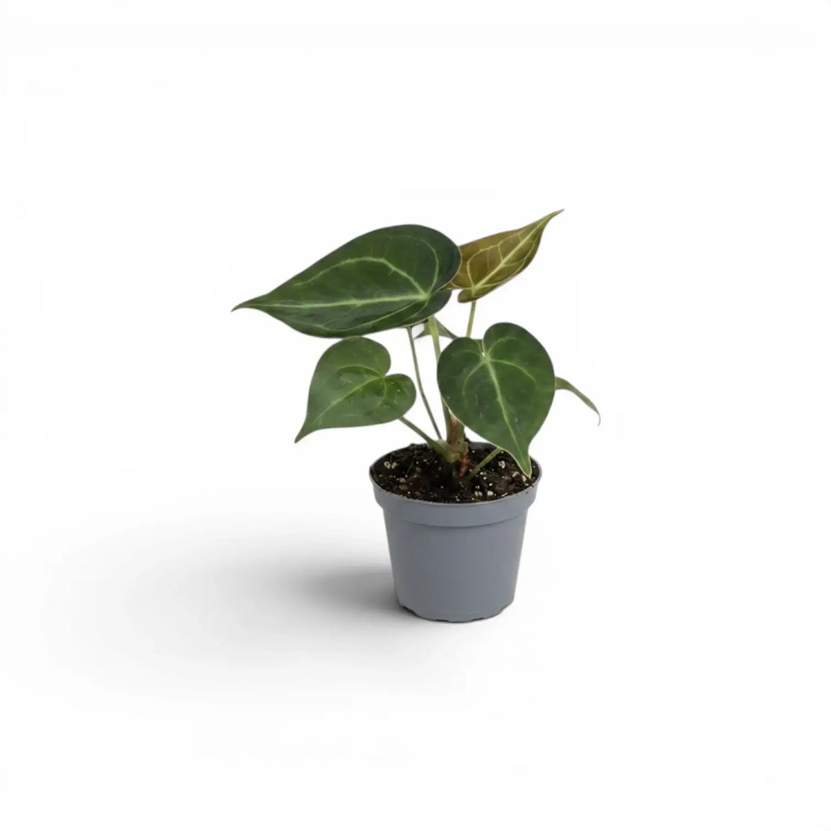 Anthurium clarinervium als Baby-Pflanze im Kulturtopf.
