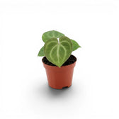 Anthurium clarinervium als Baby-Pflanze im Kulturtopf.