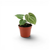 Anthurium clarinervium als Baby-Pflanze im Kulturtopf.