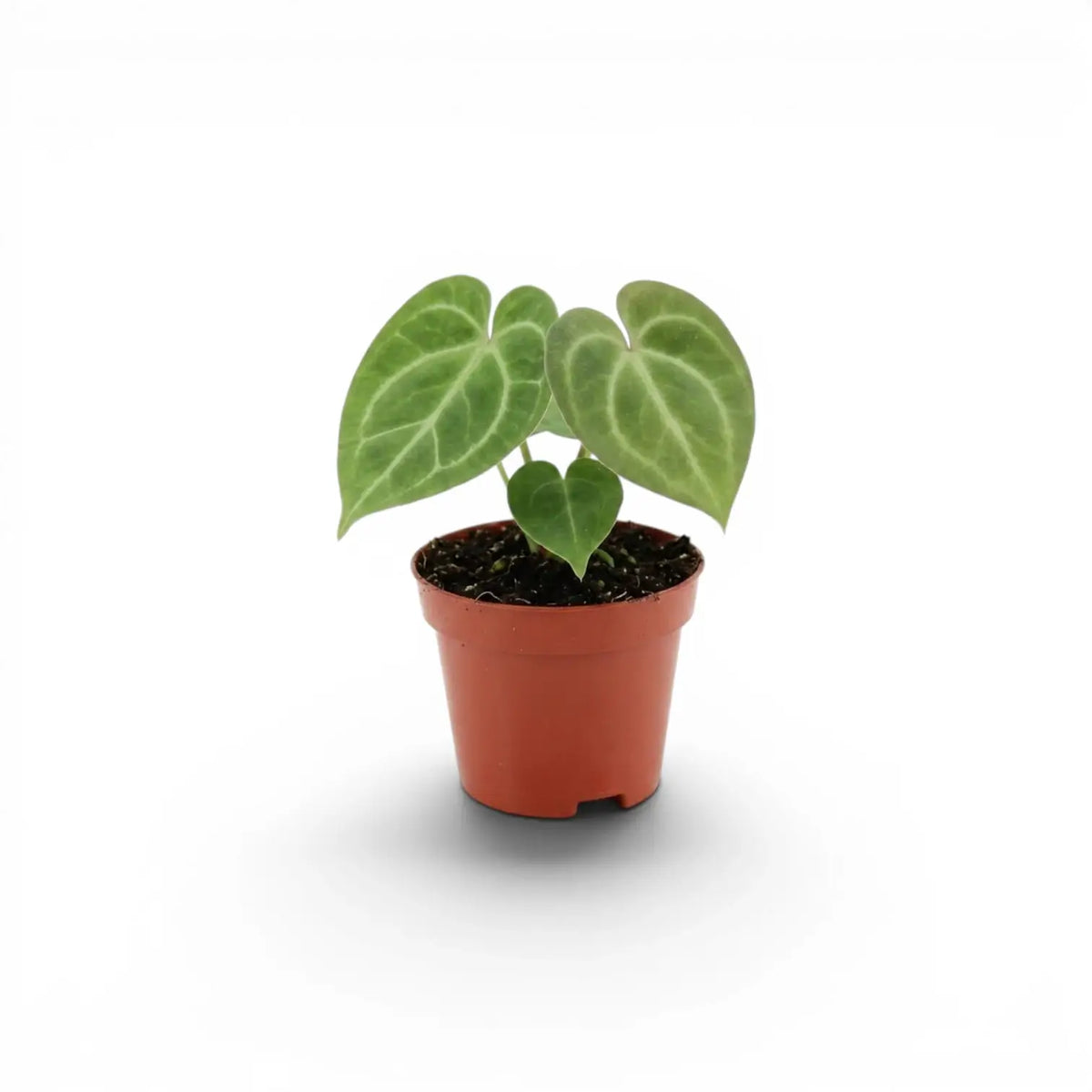 Anthurium clarinervium als Baby-Pflanze im Kulturtopf.