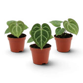 Anthurium clarinervium als Baby-Pflanze im Kulturtopf.