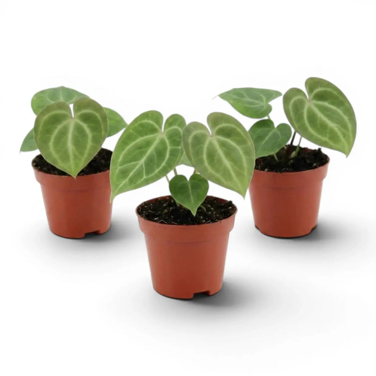 Anthurium clarinervium als Baby-Pflanze im Kulturtopf.