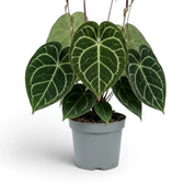 Sehr große Pflanze von Anthurium clarinervium.