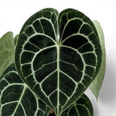 Blätter von Anthurium clarinervium in Nahaufnahme.