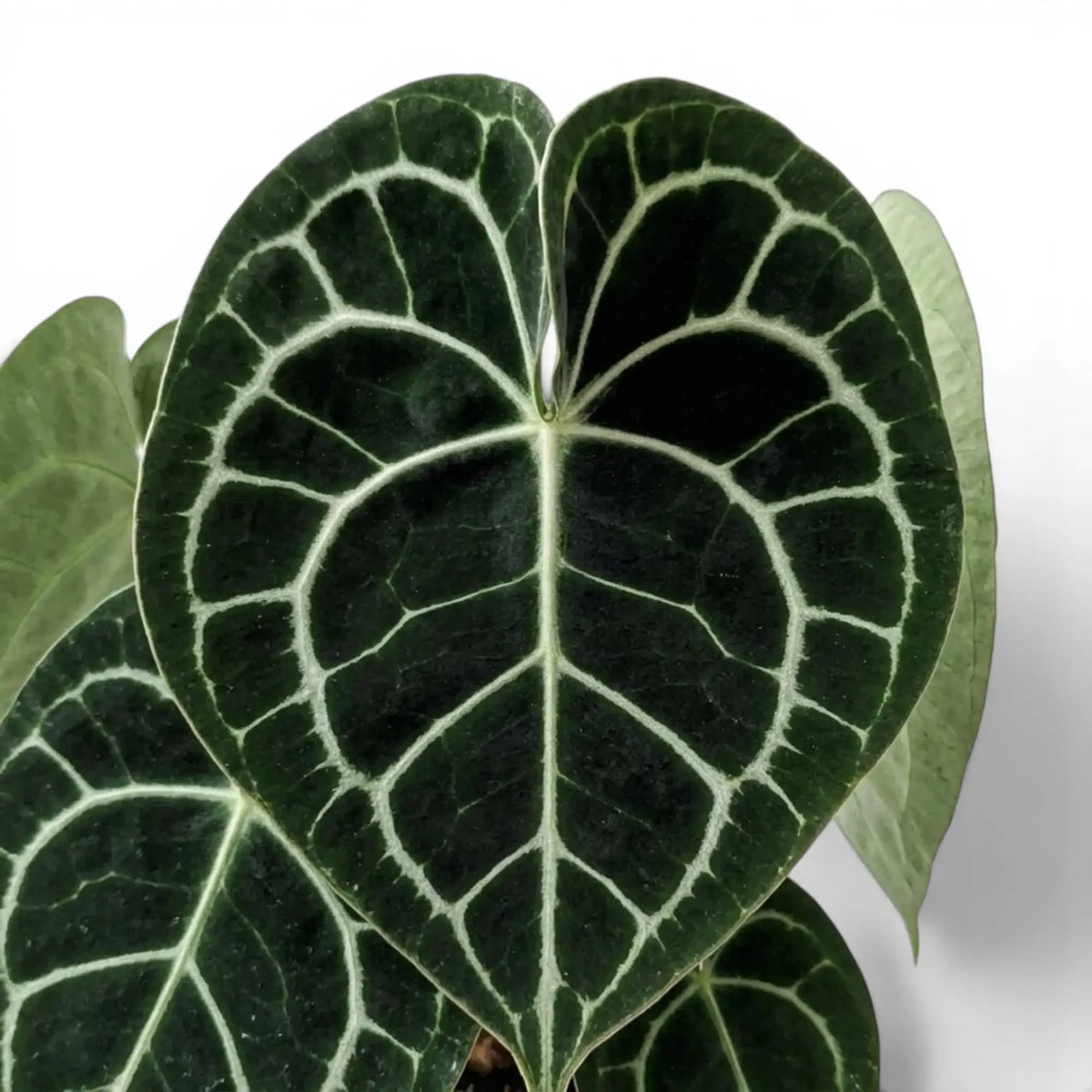 Blätter von Anthurium clarinervium in Nahaufnahme.