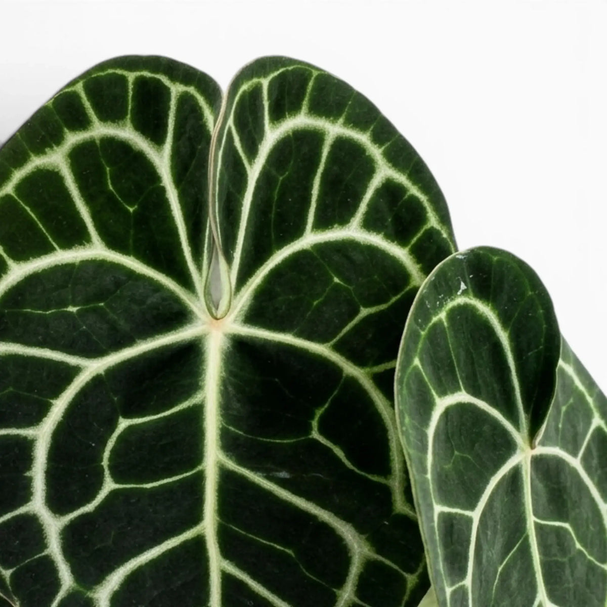 Blätter von Anthurium clarinervium in Nahaufnahme.