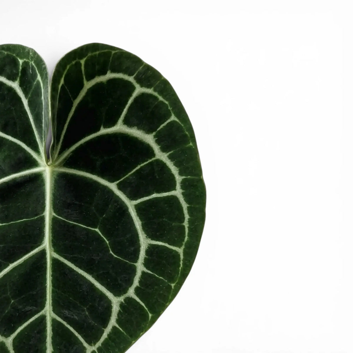 Blätter von Anthurium clarinervium in Nahaufnahme.