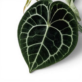 Blätter von Anthurium clarinervium in Nahaufnahme.