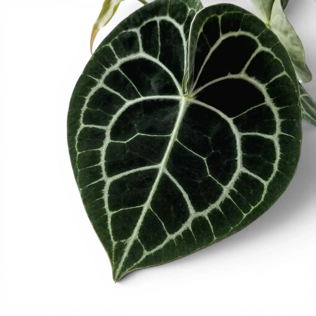 Blätter von Anthurium clarinervium in Nahaufnahme.