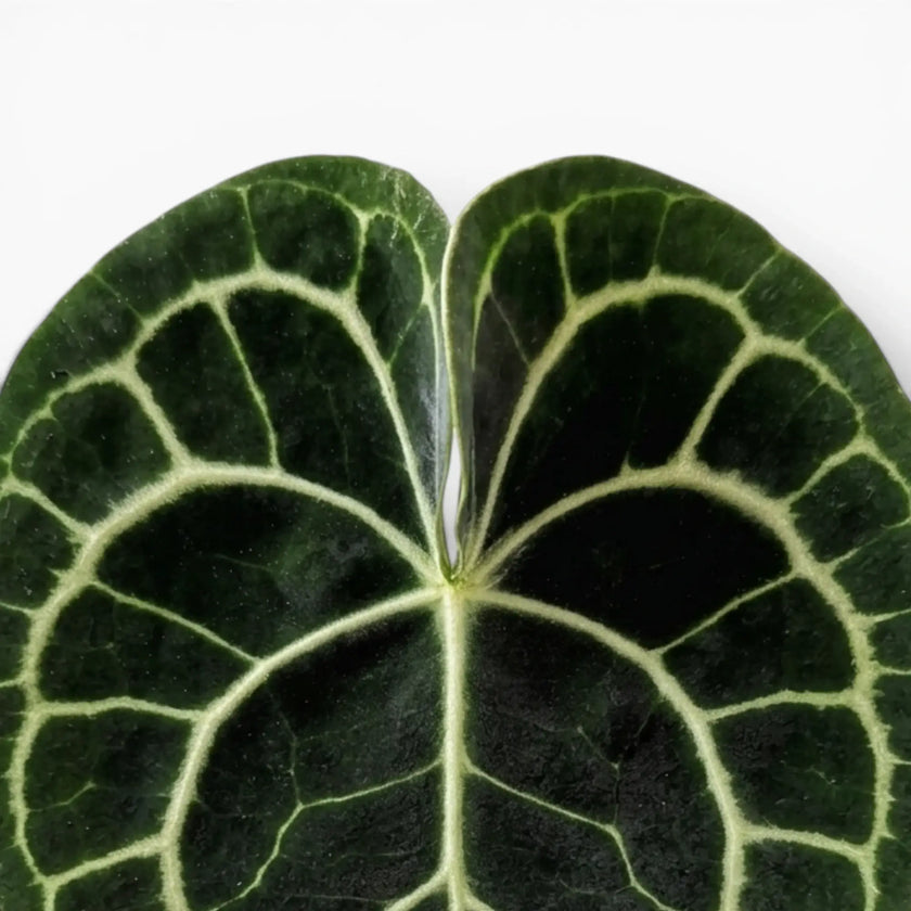 Close-up of Anthurium clarinervium leaves.