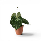 Anthurium clarinervium im Kulturtopf.