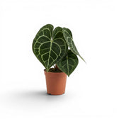 Anthurium clarinervium im Kulturtopf.