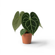 Anthurium clarinervium im Kulturtopf.