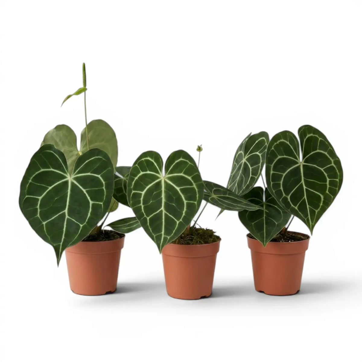 Anthurium clarinervium im Kulturtopf.