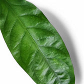 Anthurium crassinervium 'Jungle Bush' close-up of leaf on white background.