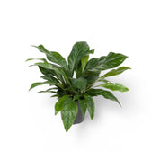 Anthurium crassinervium 'Jungle Bush' potted plant in nursery pot on white background.