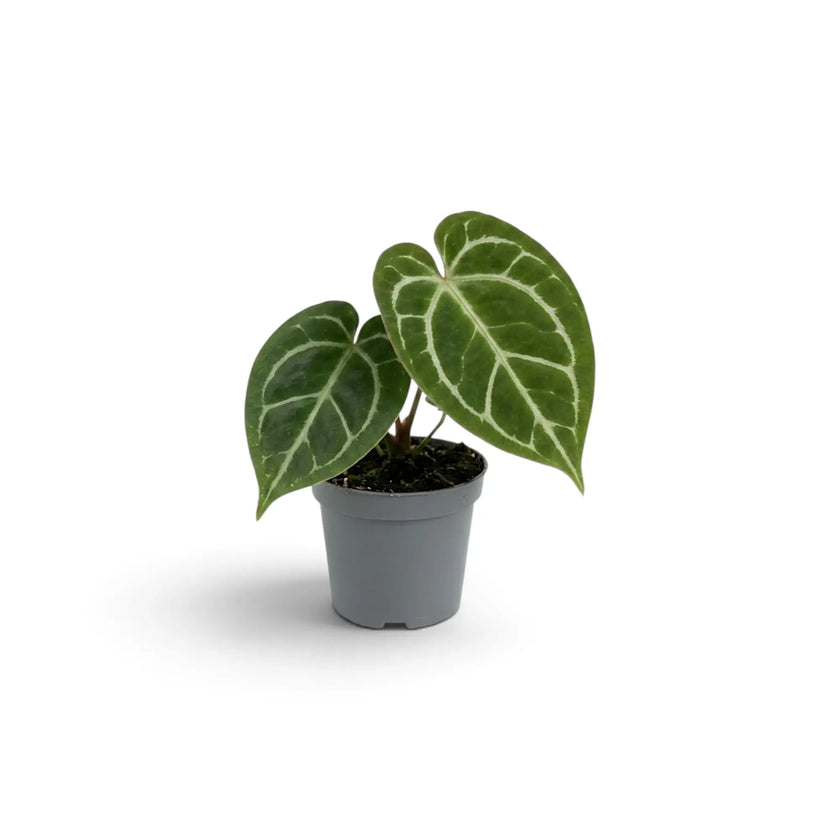 Baby Anthurium crystallinum with two dark velvet leaves in a grey nursery pot