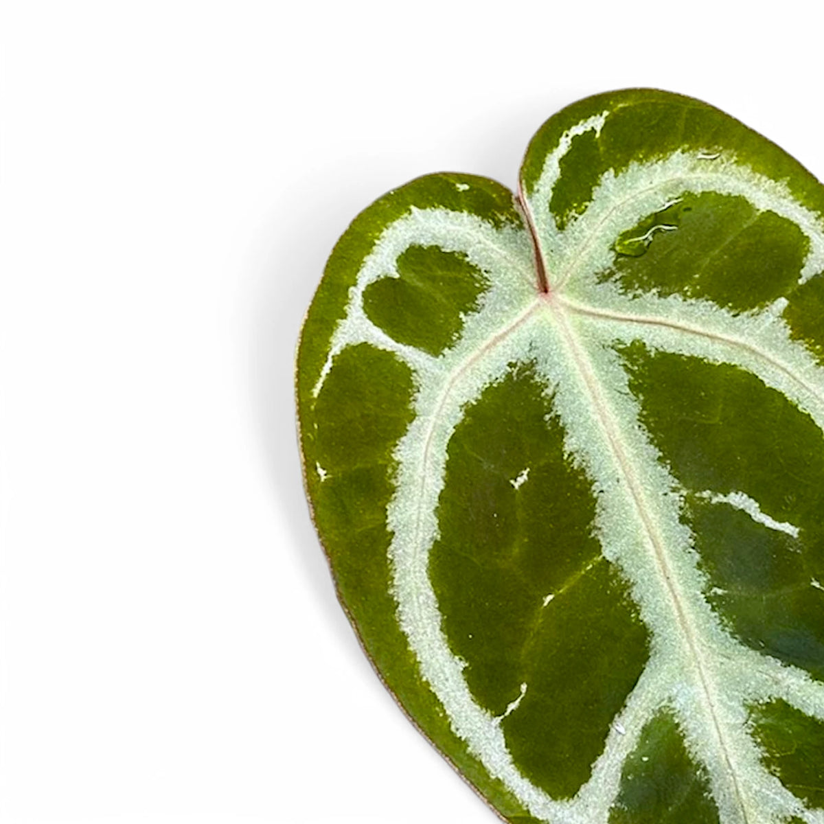 Anthurium crystallinum 'Silver' – Blattdetail vor weißem Hintergrund..