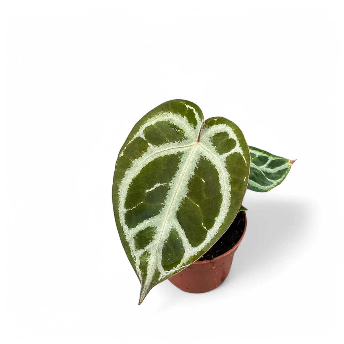 Anthurium crystallinum 'Silver' Zimmerpflanze im Anzuchttopf vor weißem Hintergrund, Produktfoto 2.