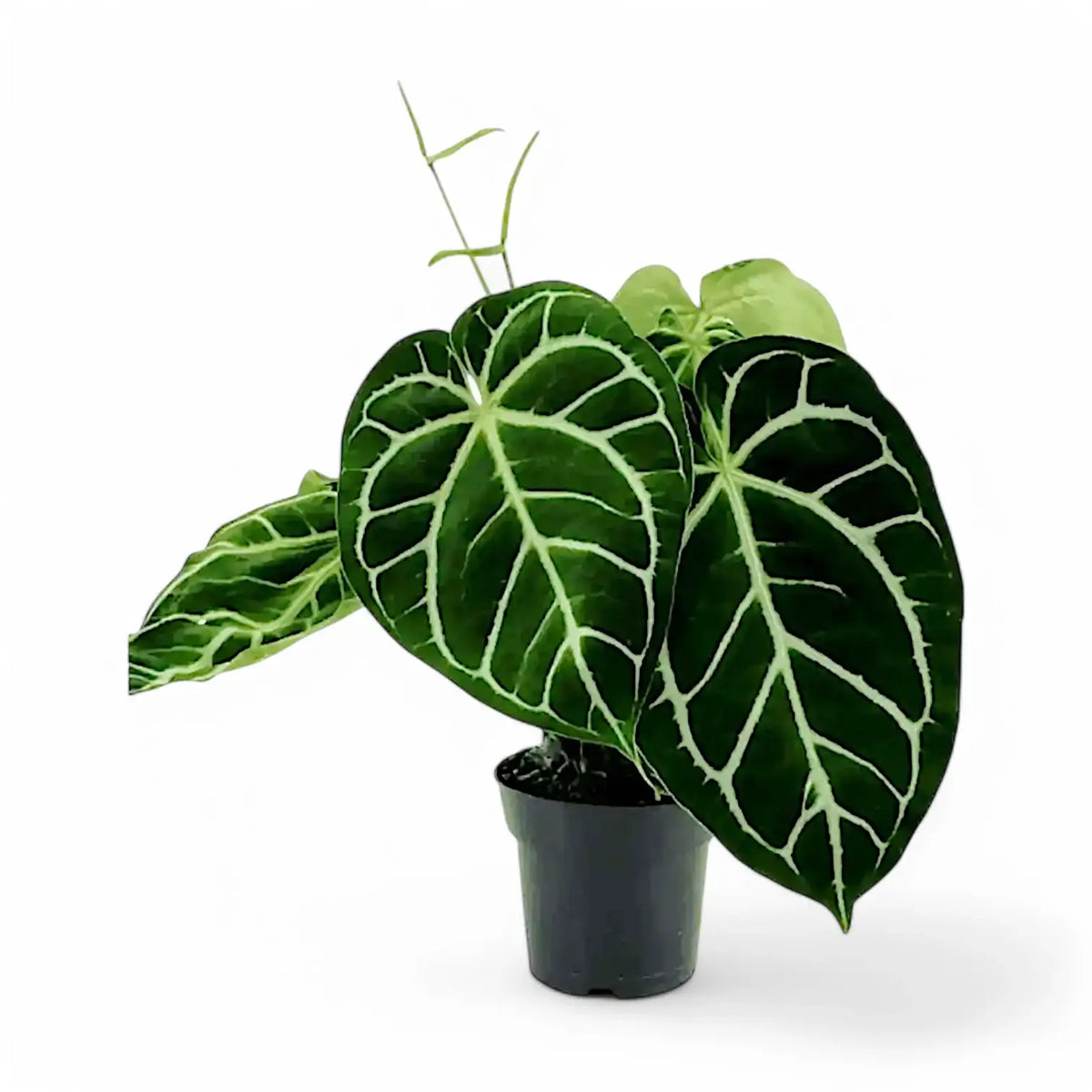 Anthurium crystallinum 'Silver' Zimmerpflanze im Anzuchttopf vor weißem Hintergrund, Produktfoto 4.